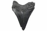 Serrated, Juvenile Megalodon Tooth - South Carolina #370434-1